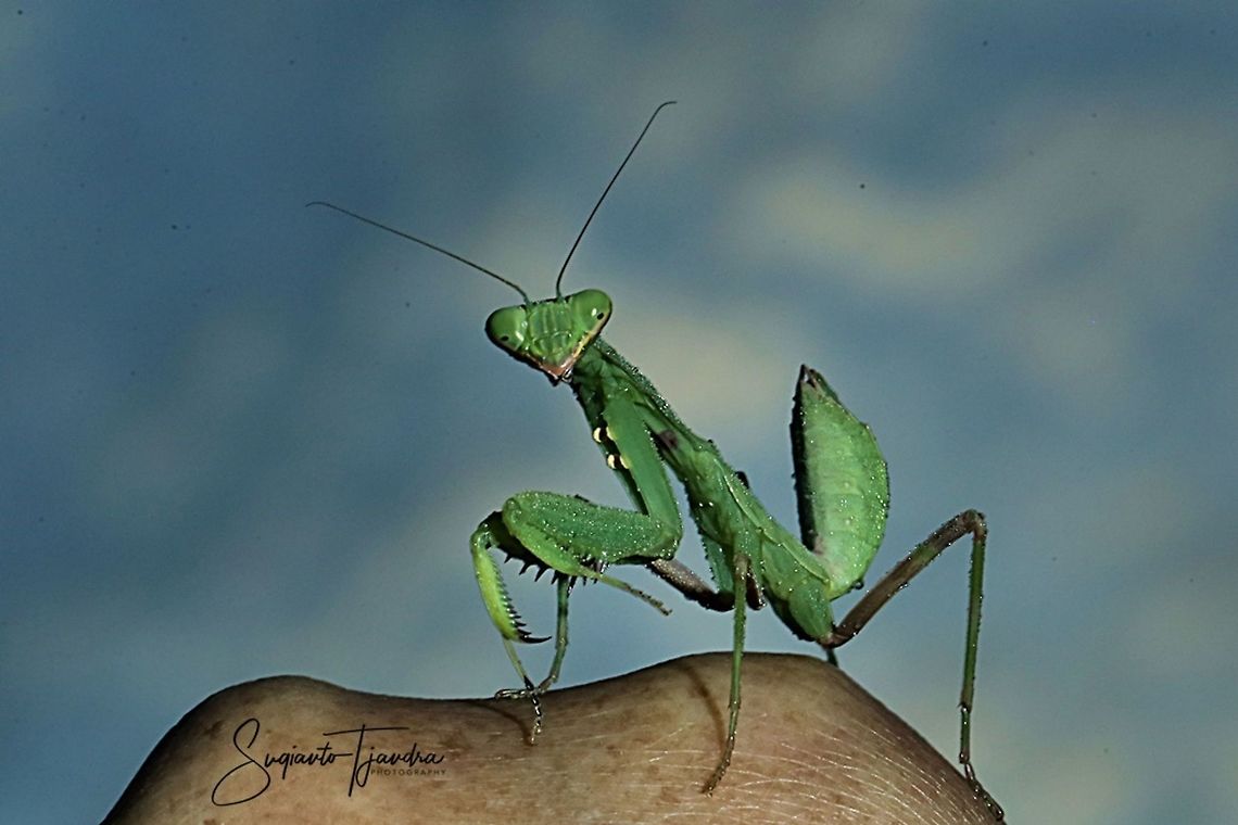 Praying Mantis/Giant Asian Mantis, Hierodula sp.  Geotagged,Indonesia,Summer