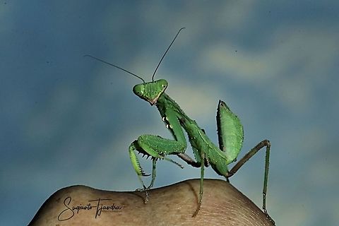 Praying Mantis/Giant Asian Mantis, Hierodula sp.  Geotagged,Indonesia,Summer