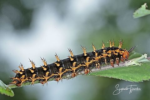 Caterpillar  Geotagged,Indonesia,Summer