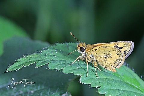 Skipper Butterfly - Yellow Grass Dart (Taractrocera archias)  Geotagged,Indonesia,Taractrocera archias