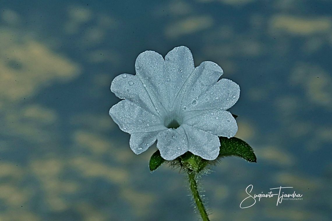 White Morning Glory flower  Geotagged,Indonesia,Summer