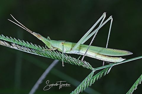 Acrida Cinerea Antennata  Acrida cinerea,Chinese grasshopper,Geotagged,Indonesia,Summer