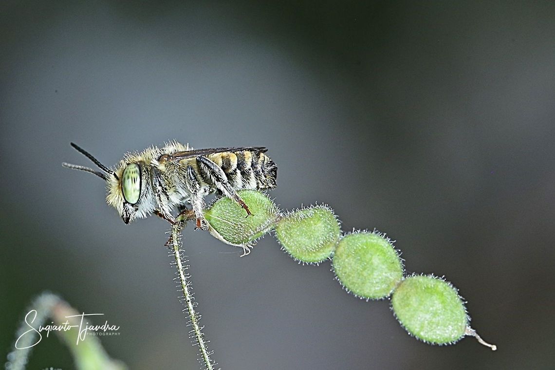 Leafcutter bees (Megachilidae)  Geotagged,Indonesia,Summer