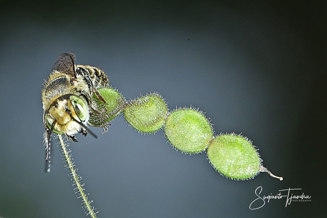 Leafcutter bees (Megachilidae)  Geotagged,Indonesia,Summer