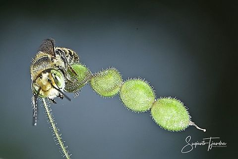 Leafcutter bees (Megachilidae)  Geotagged,Indonesia,Summer