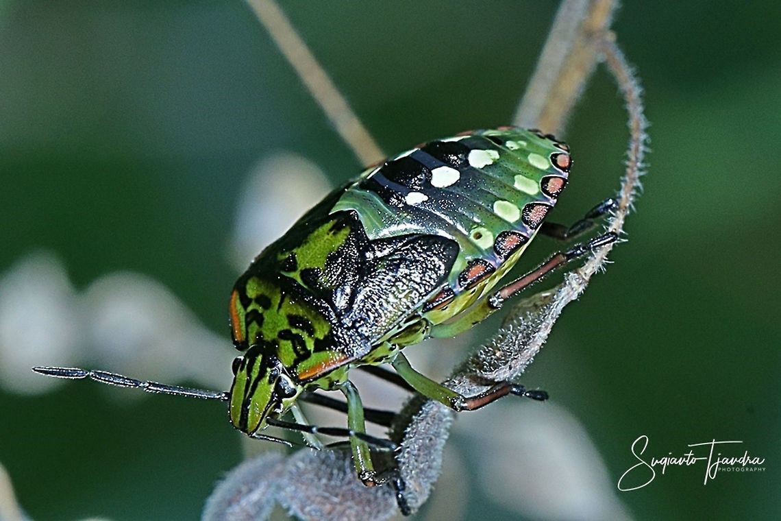 Green Stink Bug Nymph, Chinavia hilaris  Geotagged,Indonesia,Summer
