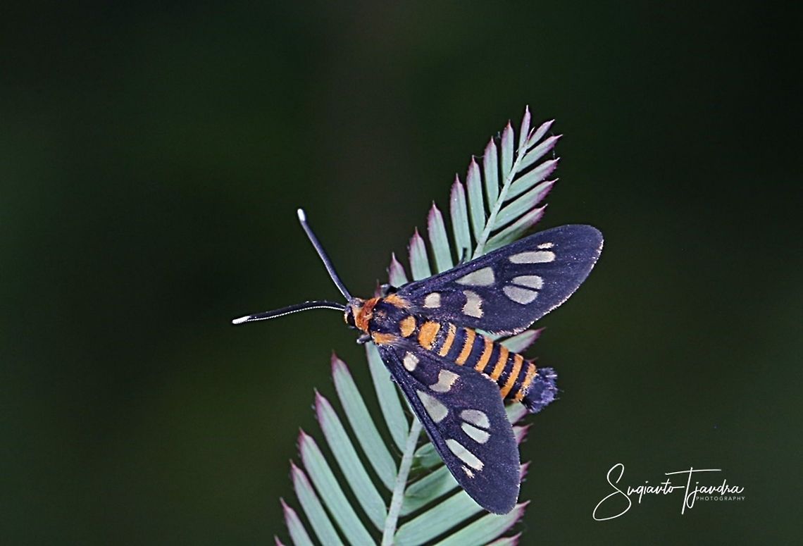Orange spotted Tiger Moth - Amata huebneri (Huebner's Wasp Moth)  Amata huebneri,Geotagged,Hübner's Wasp Moth,Indonesia,Summer