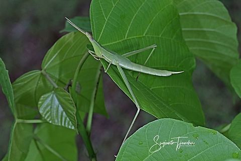 Acrida Cinerea Antennata Nymph, The Chinese Grasshopper  Acrida cinerea,Chinese grasshopper,Geotagged,Indonesia,Summer