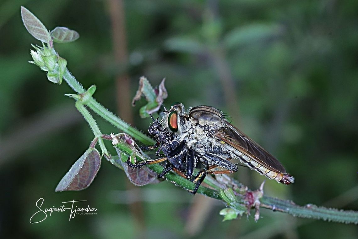 Robber fly (Asilidae) w/prey  Geotagged,Indonesia,Summer