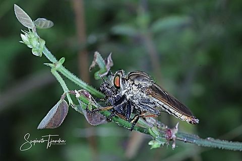Robber fly (Asilidae) w/prey  Geotagged,Indonesia,Summer