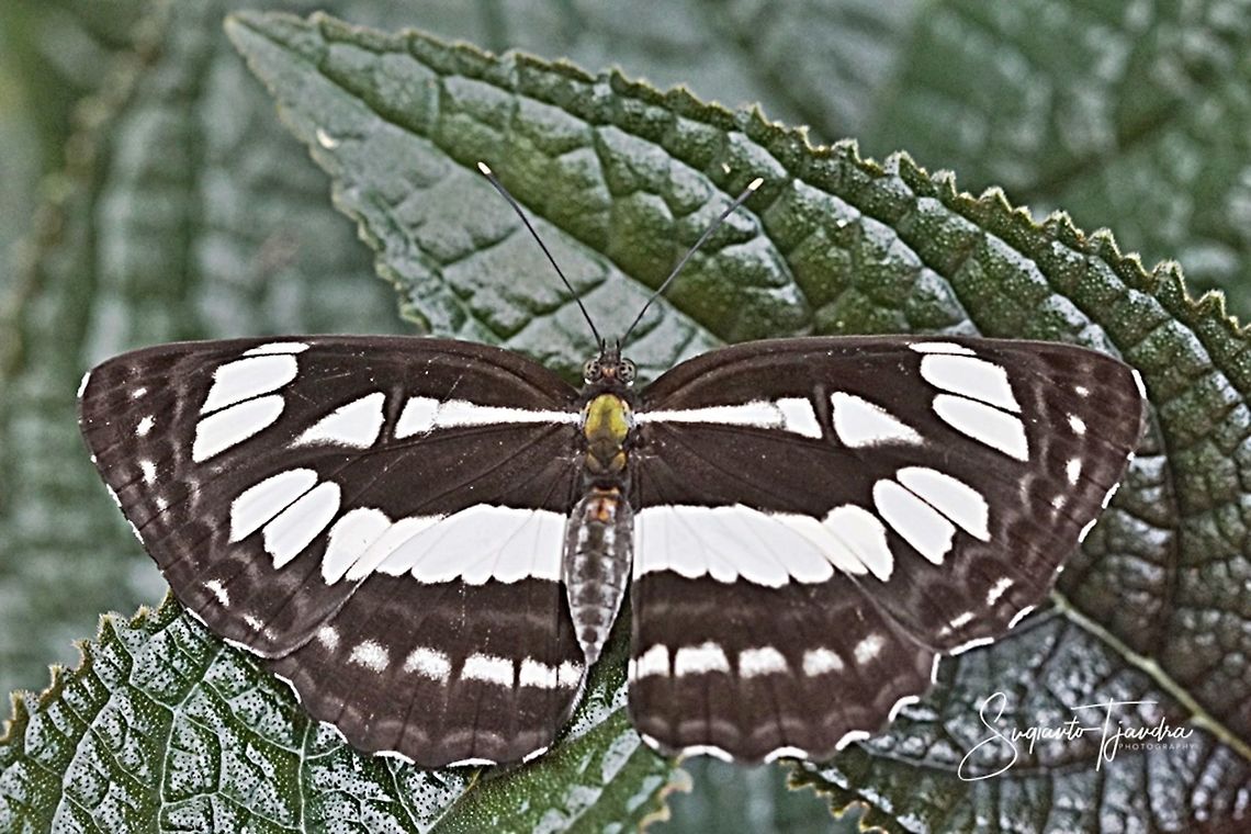 The Short-Banded Sailor (Phaedyma columella singa)  Geotagged,Indonesia,Neptis columella,Short banded sailer,Summer
