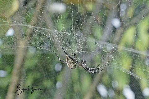 Tropical Tent-web spider (Cyrtophora)  Geotagged,Indonesia,Summer