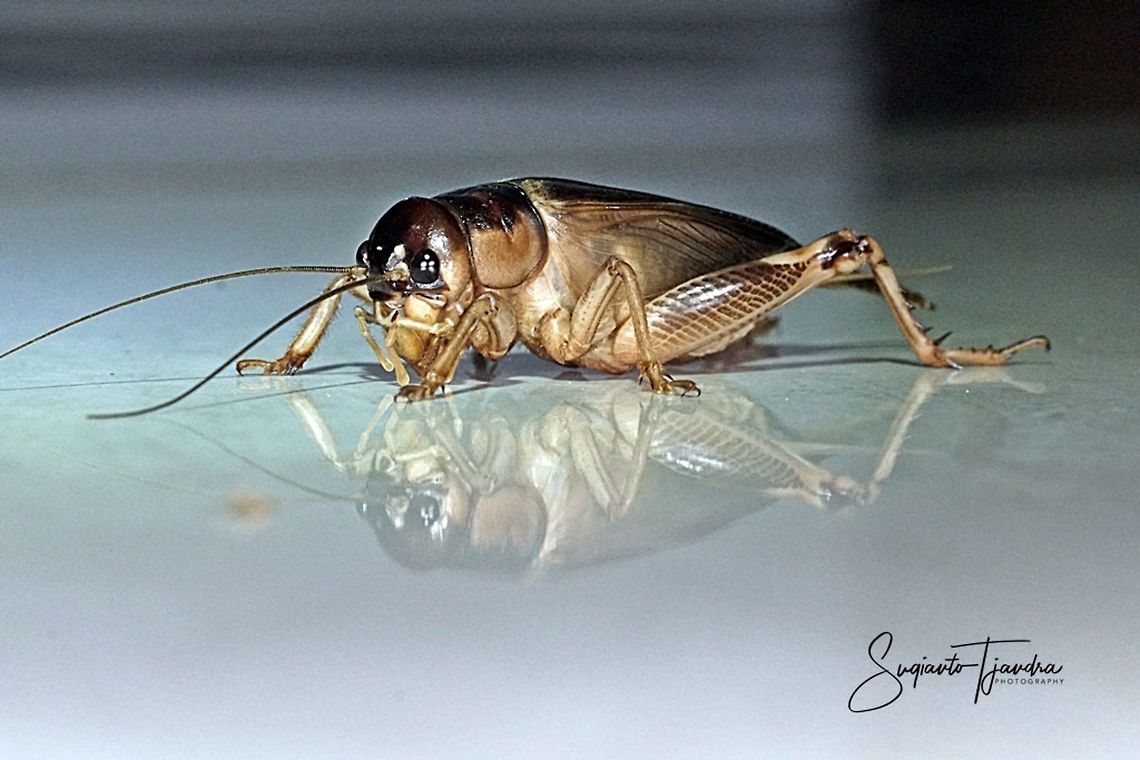 Giant Cricket (Brachytrupes grandidieri)  Brachytrupes grandidieri,Geotagged,Indonesia,Summer