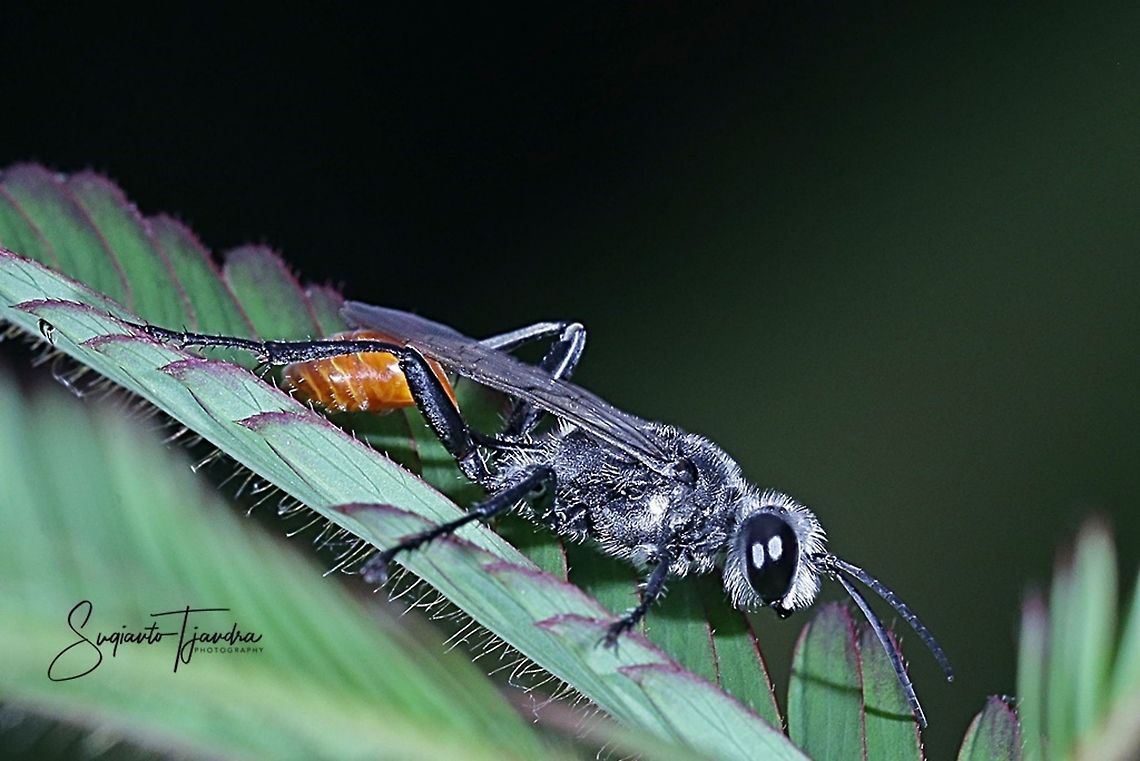 Prionyx wasp (fam Sphecidae)  Geotagged,Indonesia,Summer