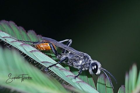Prionyx wasp (fam Sphecidae)  Geotagged,Indonesia,Summer