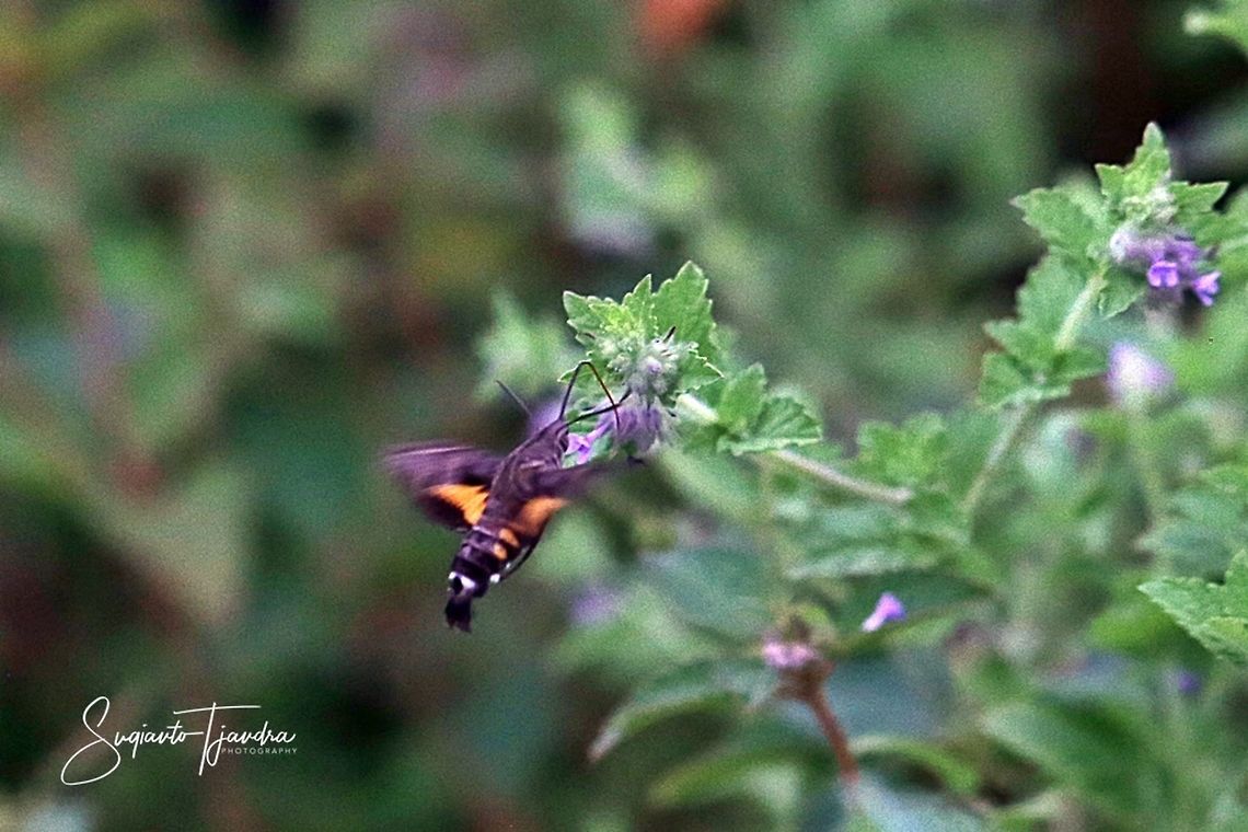 Hummingbird Moth  Geotagged,Indonesia,Summer