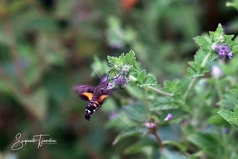 Hummingbird Moth  Geotagged,Indonesia,Summer