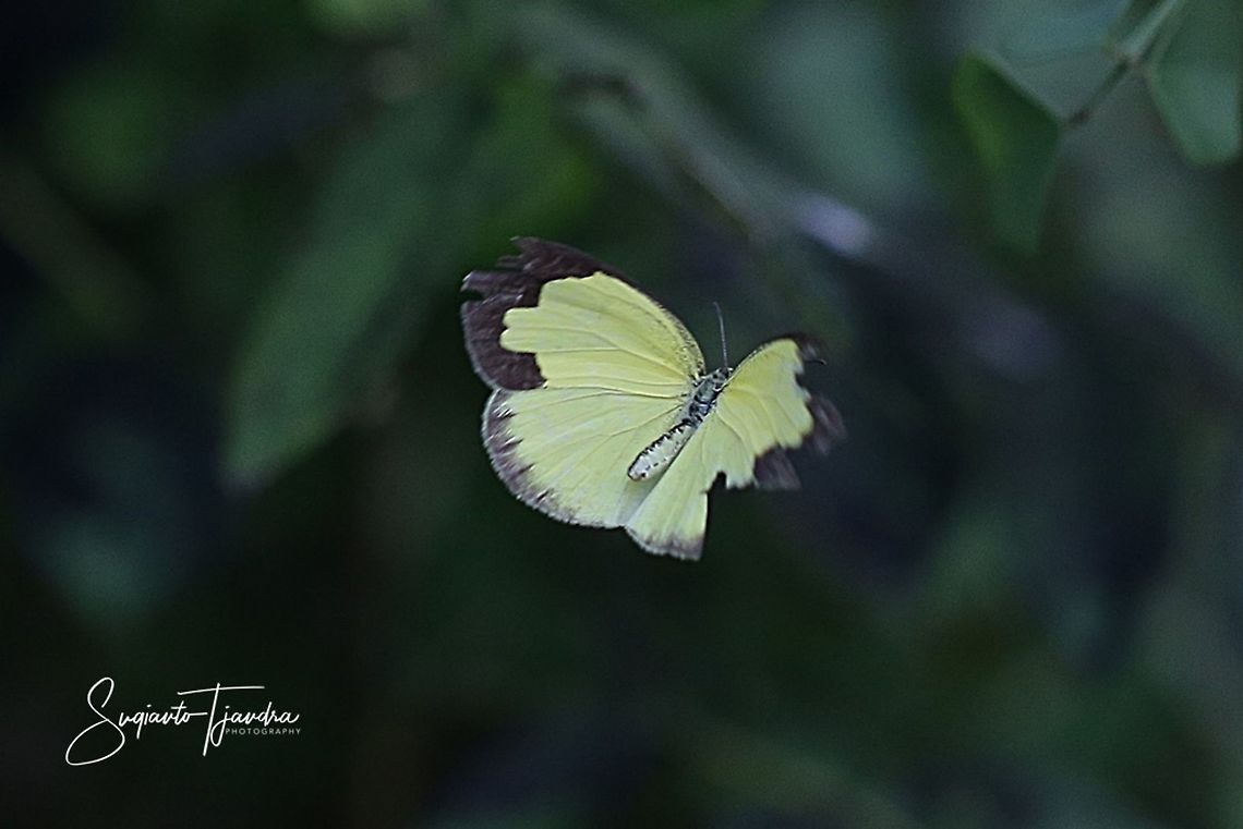 "The flying yellow"  Three-spot grass yellow, Eurema blanda butterfly  Eurema blanda,Geotagged,Indonesia,Summer,Three-spot grass yellow