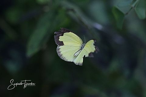 "The flying yellow"  Three-spot grass yellow, Eurema blanda butterfly  Eurema blanda,Geotagged,Indonesia,Summer,Three-spot grass yellow