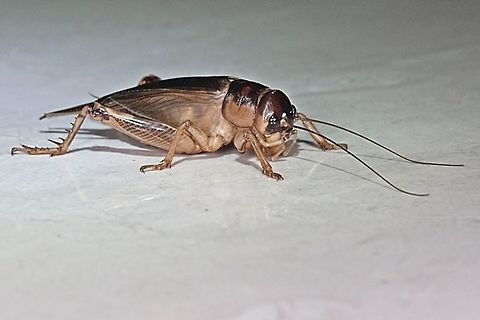 Giant Cricket (Brachytrupes grandidieri)  Brachytrupes grandidieri,Geotagged,Indonesia,Summer