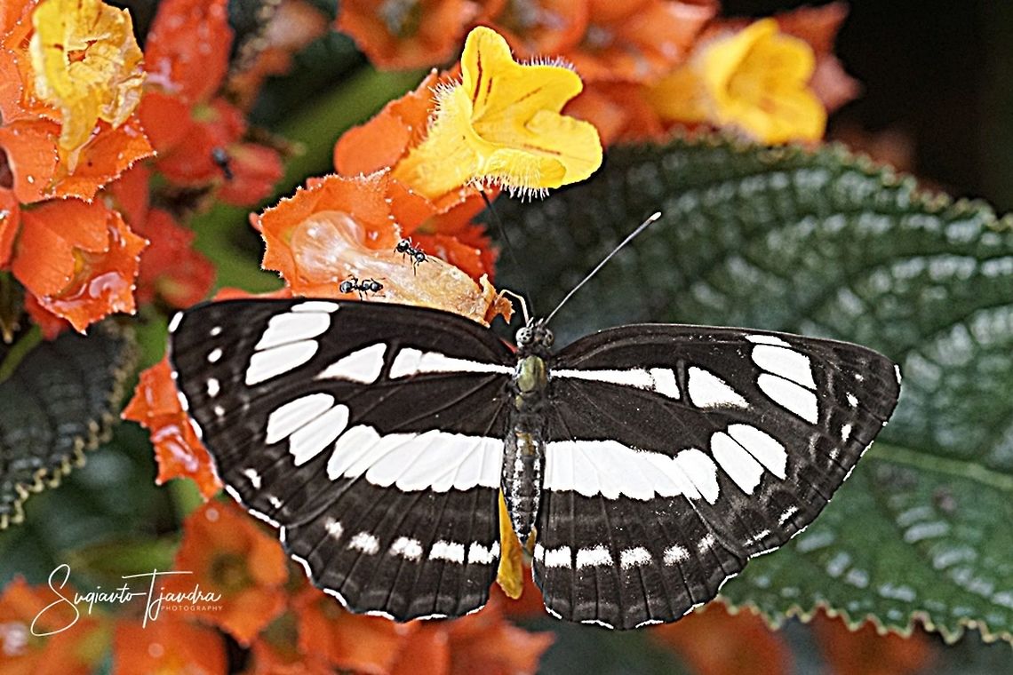 The Common Sailor ( Neptis Hylas Matuta)  Geotagged,Indonesia,Neptis columella,Short banded sailer,Summer
