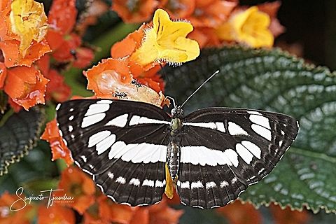 The Common Sailor ( Neptis Hylas Matuta)  Geotagged,Indonesia,Neptis columella,Short banded sailer,Summer