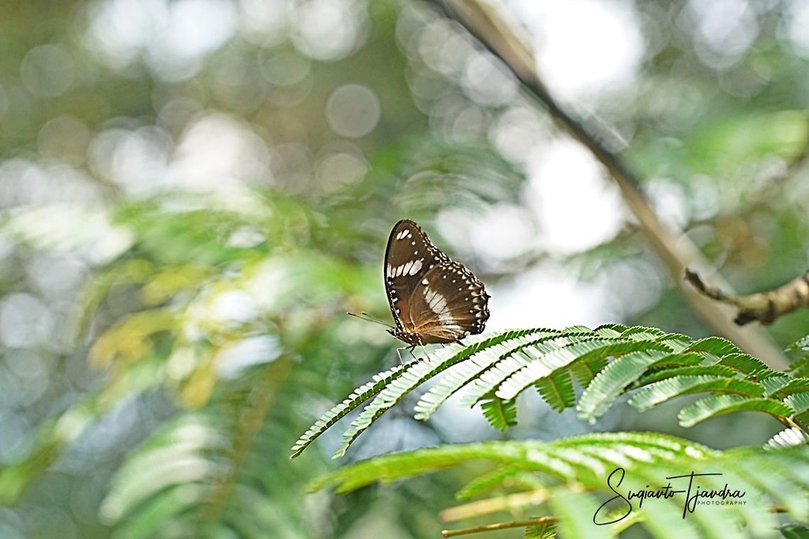 Hypolimnas bolina bolina f nerina - male  Geotagged,Great eggflys,Hypolimnas bolina,Indonesia,Summer