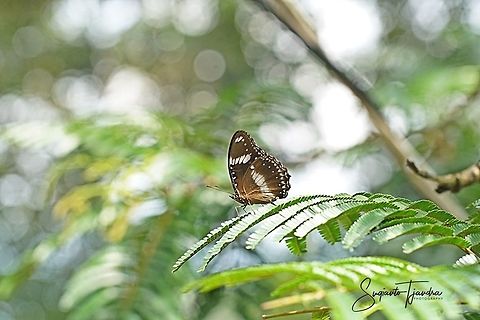 Hypolimnas bolina bolina f nerina - male  Geotagged,Great eggflys,Hypolimnas bolina,Indonesia,Summer