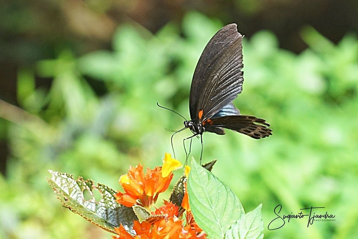 Great Mormon Butterfly, Papilio Memnon Agenor  Geotagged,Great Mormon,Indonesia,Papilio memnon,Summer