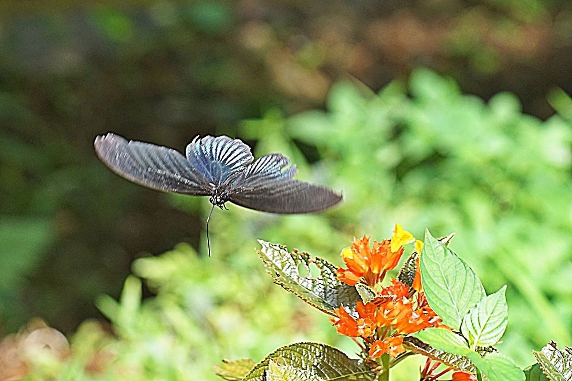 Great Mormon Butterfly, Papilio Memnon Agenor  Geotagged,Great Mormon,Indonesia,Papilio memnon,Summer