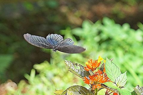 Great Mormon Butterfly, Papilio Memnon Agenor  Geotagged,Great Mormon,Indonesia,Papilio memnon,Summer