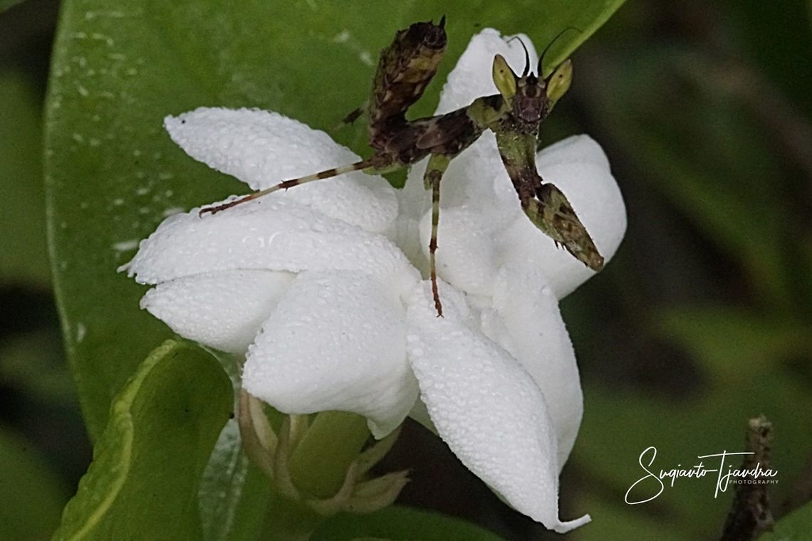 Mini flower mantis on the Jasmine flower  Geotagged,Indonesia,Summer