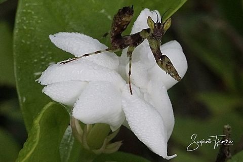 Mini flower mantis on the Jasmine flower  Geotagged,Indonesia,Summer