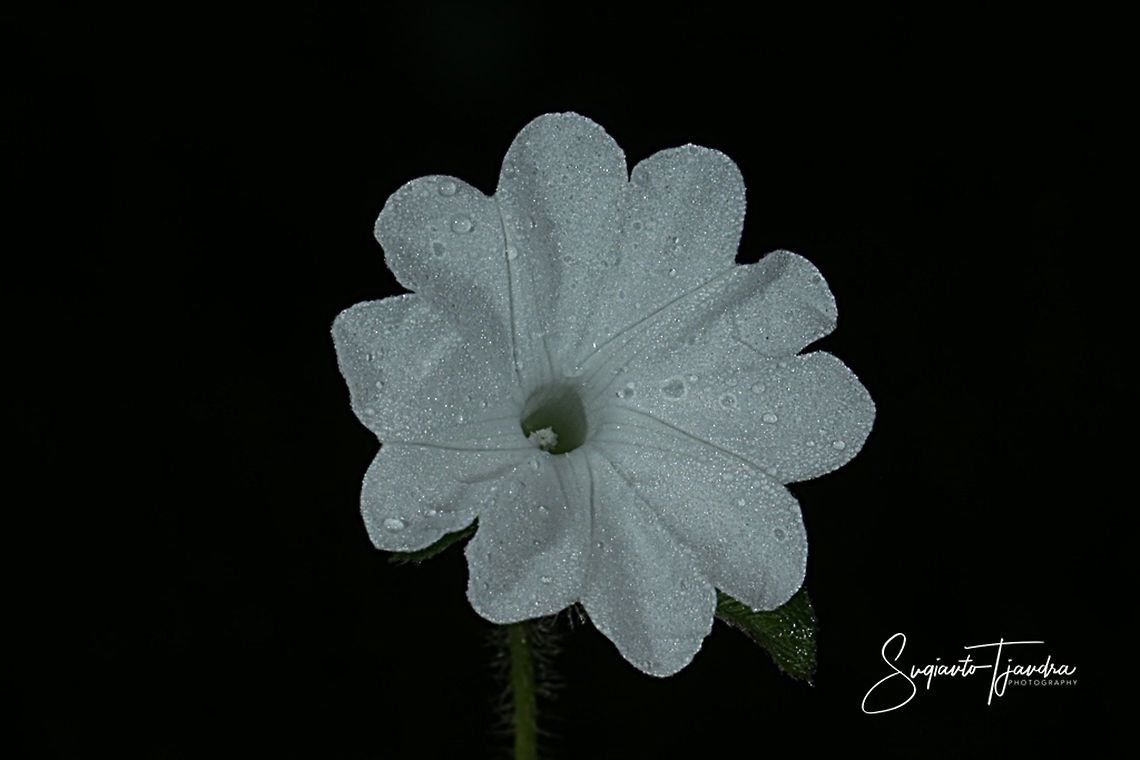 White Morning Glory flower  Geotagged,Indonesia,Summer