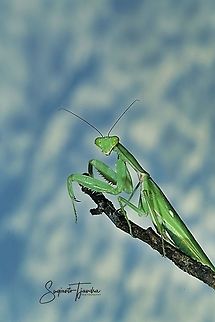 Praying Mantis/Giant Asian Mantis, Hierodula sp.  Geotagged,Indonesia,Summer