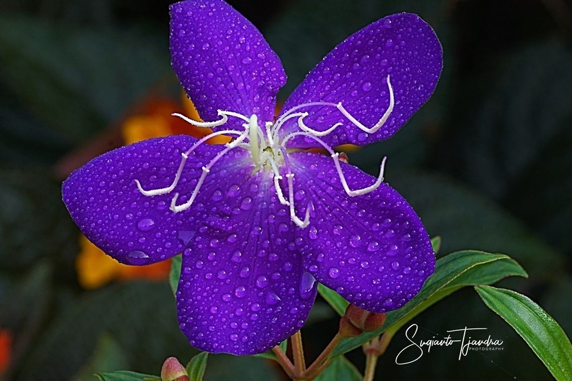 Princess Flower, Tibouchina urvilleana (Melastomataceae Sp)  Geotagged,Indonesia,Summer,Tibouchina urvilleana