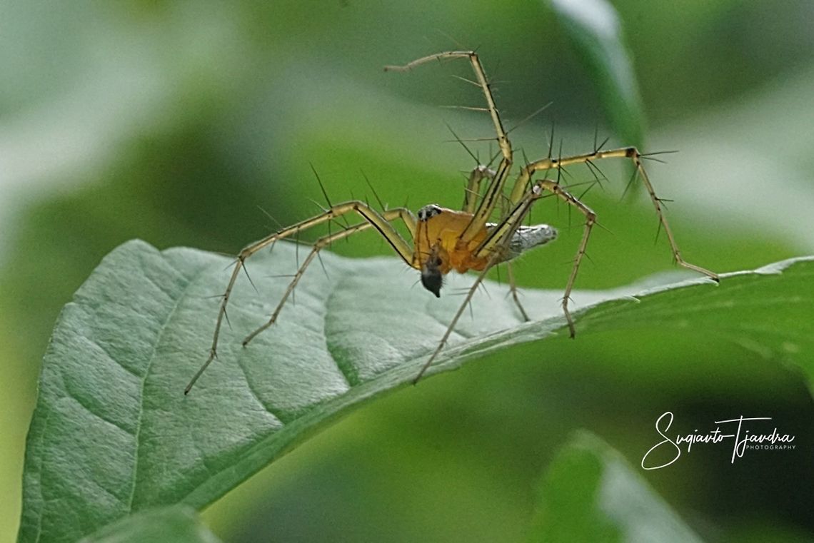 Lynx Spider (Oxyopidae Sp)  Geotagged,Indonesia,Summer