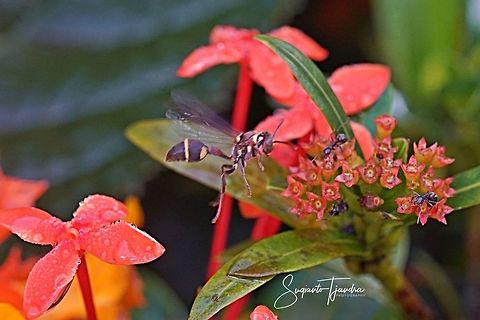 Small Brown Paper Wasp, Ropalidia Sp  Geotagged,Indonesia,Summer