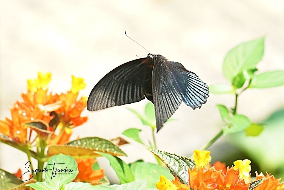 Great Mormon Butterfly, Papilio Memnon Agenor  Geotagged,Great Mormon,Indonesia,Papilio memnon,Summer