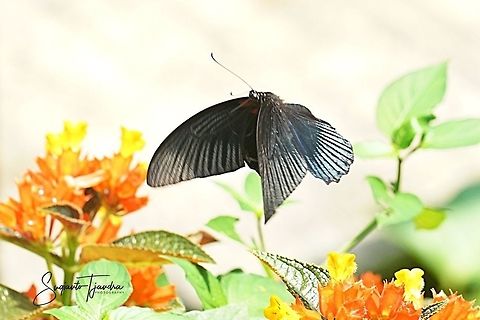 Great Mormon Butterfly, Papilio Memnon Agenor  Geotagged,Great Mormon,Indonesia,Papilio memnon,Summer