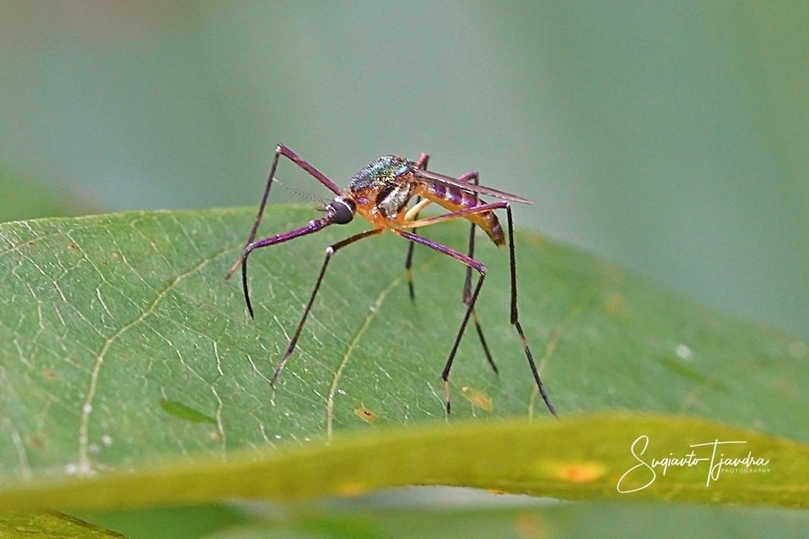 Elephant Mosquito - Family Culicidae, Toxorhynchites sp.  Geotagged,Indonesia,Summer,Toxorhynchites,culicidae,elephant mosquito,mosquito
