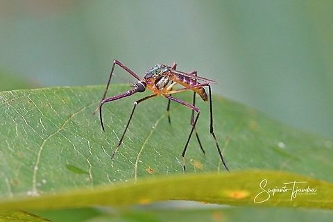 Elephant Mosquito - Family Culicidae, Toxorhynchites sp.  Geotagged,Indonesia,Summer,Toxorhynchites,culicidae,elephant mosquito,mosquito