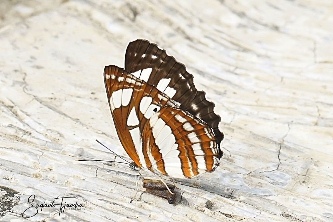 The Short-Banded Sailor (Phaedyma columella singa) - lower side  Geotagged,Indonesia,Neptis columella,Short banded sailer,Summer
