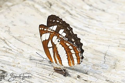 The Short-Banded Sailor (Phaedyma columella singa) - lower side  Geotagged,Indonesia,Neptis columella,Short banded sailer,Summer