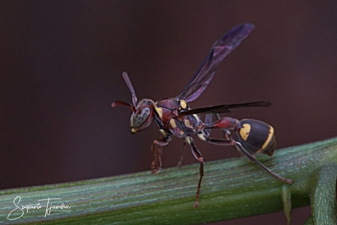 Small Brown Paper Wasp, Ropalidia Sp  Geotagged,Indonesia,Summer