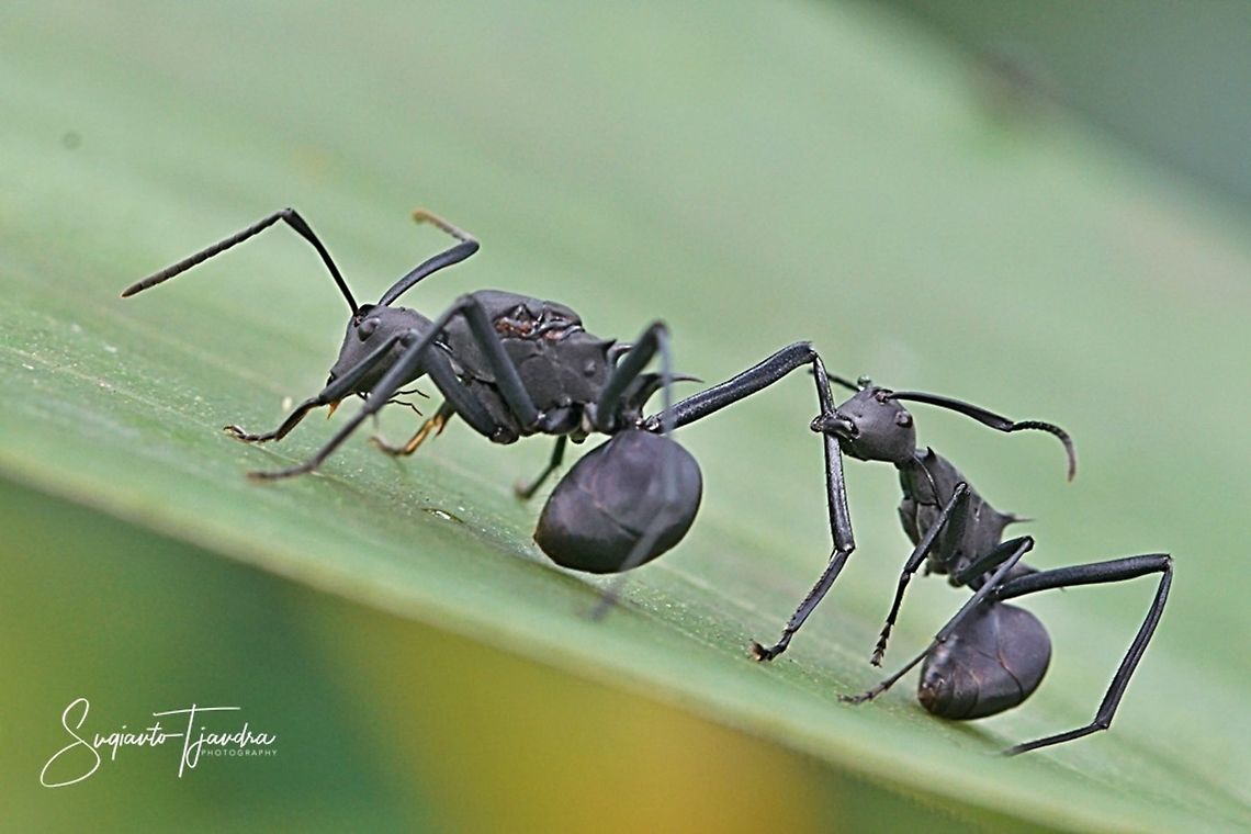 Black Spiny Ant (Polyrhachis armata)  Geotagged,Indonesia,Polyrhachis armata,Summer