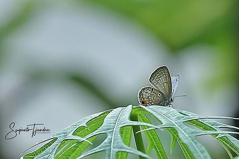 Cycad Blue Butterfly (Chilades pandava pandava)  Chilades pandava,Geotagged,Indonesia,Plains Cupid,Summer