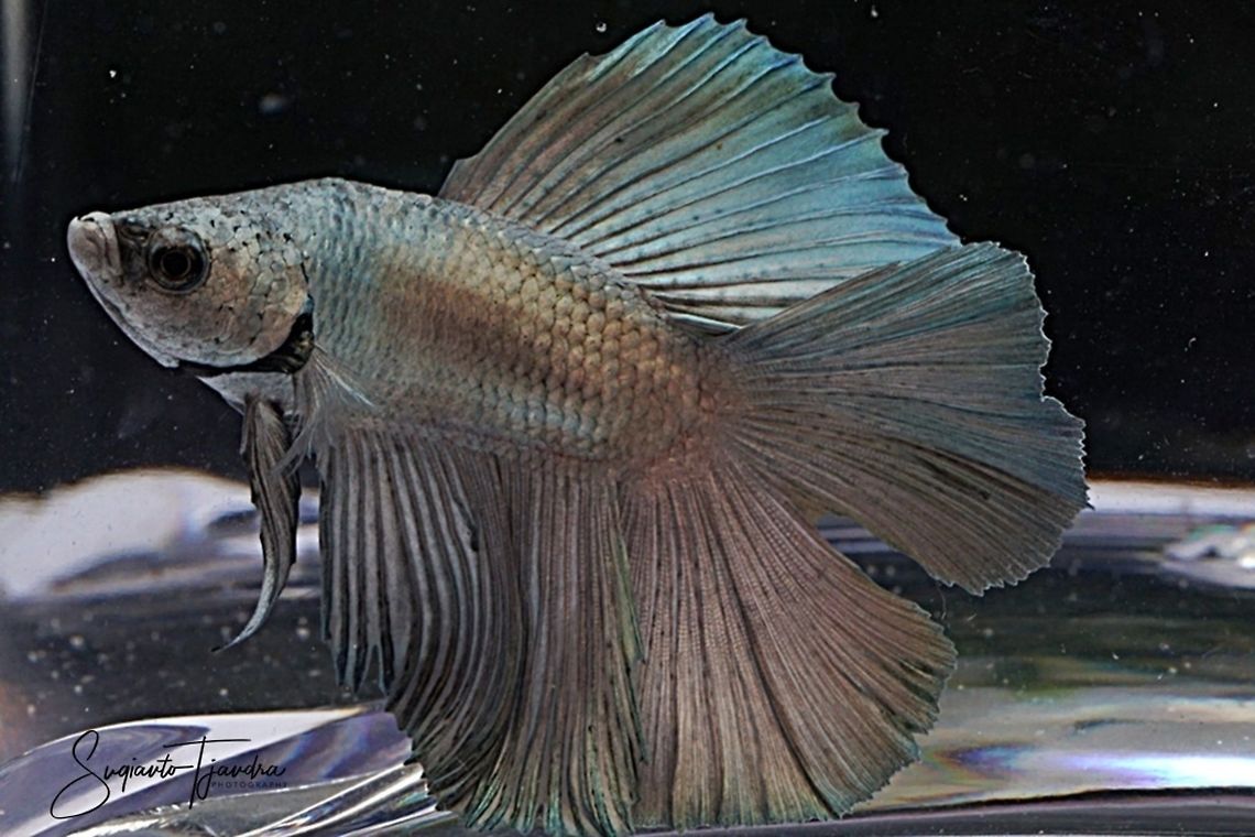 Siamese Fighting Fish (Betta Splendens)  Betta splendens,Geotagged,Indonesia,Siamese fighting fish or betta,Spring