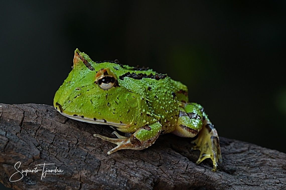 Green Pacman Frog - Cranwell's Horned Frog (Ceratophrys cranwelli)  Ceratophrys cranwelli,Cranwells horned frog,Geotagged,Indonesia,Spring