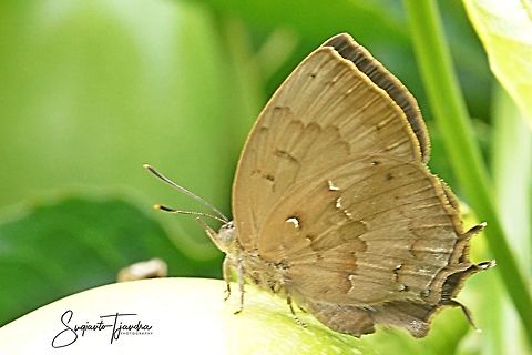 The Acacia Blue (Surendra vivarna amisena)-Lowerside  Acacia blue,Geotagged,Indonesia,Summer,Surendra vivarna